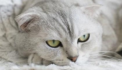 乐清最新公积金卡提取现金方法app方法分析(最方便真实的乐清公积金卡怎样从手机里取出来?方法)