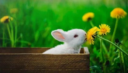 乐清最新公积金卡提取现金方法app方法分析(最方便真实的乐清公积金卡怎样从手机里取出来?方法)